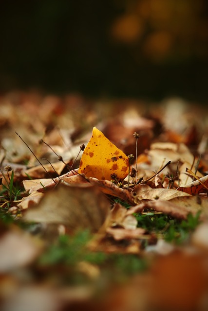 到球隊的長 到球隊的長